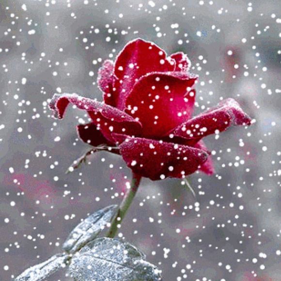 Meet your Posher, Shabina - Picture 1 of 1